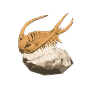 acnh-trilobite.png