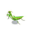 acnh-mantis-model.png