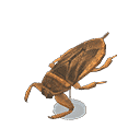 acnh-giant-water-bug-model.png