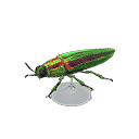 acnh-jewel-beetle-model.png