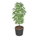 acnh-schefflera.png
