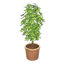 acnh-schefflera.png