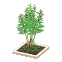 acnh-evergreen-ash.png