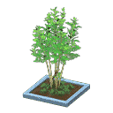 acnh-evergreen-ash.png