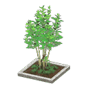 acnh-evergreen-ash.png