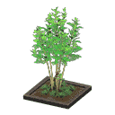 acnh-evergreen-ash.png