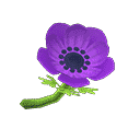 acnh-purple-windflowers.png