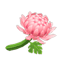 acnh-pink-mums.png