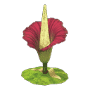 acnh-titan-arum.png