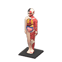 acnh-anatomical-model.png