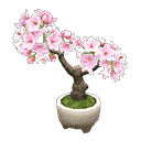 acnh-cherry-blossom-bonsai.png