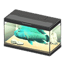 acnh-napoleonfish.png