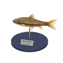 acnh-dace-model.png