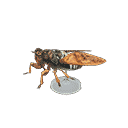 acnh-brown-cicada-model.png