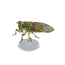 acnh-evening-cicada-model.png