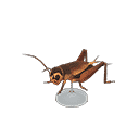 acnh-cricket-model.png