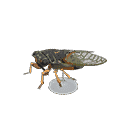 acnh-giant-cicada-model.png