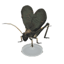 acnh-bell-cricket-model.png