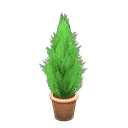 acnh-cypress-plant.png