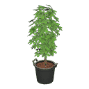 acnh-schefflera.png