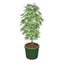 acnh-schefflera.png