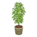 acnh-schefflera.png