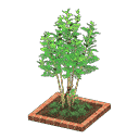 acnh-evergreen-ash.png