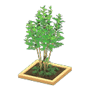 acnh-evergreen-ash.png