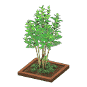 acnh-evergreen-ash.png