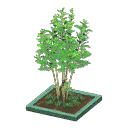 acnh-evergreen-ash.png
